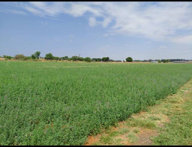 FARM FOR SALE IN BOSCHFONTEIN AH